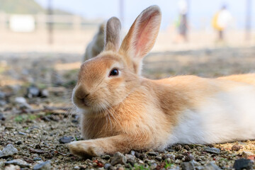 大久野島のうさぎ　広島県竹原市　
Rabbits Okunojima Island Hiroshima Takehara city