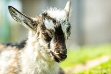 Young kid goat on farm yard in sunny summer day.