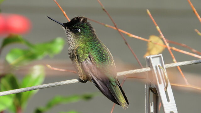 colibr&iacute;es, picaflor