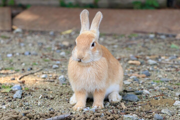 大久野島のうさぎ　広島県竹原市　
Rabbits Okunojima Island Hiroshima Takehara city
