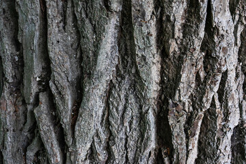 Tree bark close-up. The structure of poplar bark.