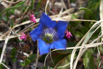 Gentiana clusii flower of the sweet lady or Clusius gentian large flowered native to Europe named...