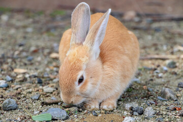 大久野島のうさぎ　広島県竹原市　
Rabbits Okunojima Island Hiroshima Takehara city