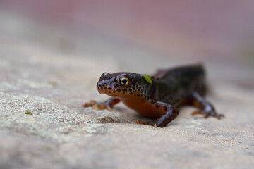 Alpine newt Ichthyosaura alpestris Amphibian Orange Belly