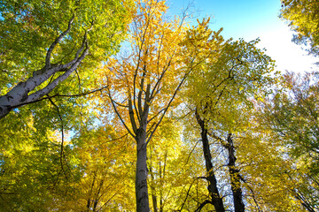 Perspective from down to up view of autumn forest with bright orange and yellow leaves. Dense woods with thick canopies in sunny fall weather.