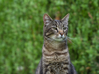 gray cat sitting in the grass