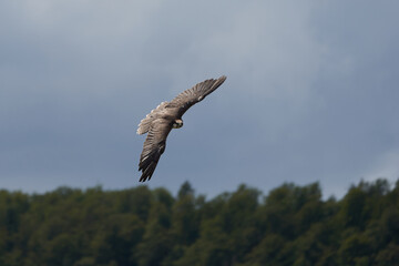 Peregrine falcon Falco peregrinus duck hawk Falconidae flying in the air