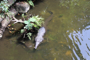 Alligator du zoo de Singapour