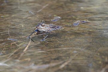 Water frog Pelophylax and Bufo Bufo in mountain lake with beautiful reflection of eyes Spring Mating