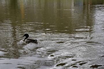 duck on the lake
