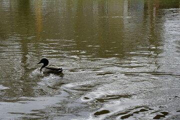 duck on the water