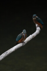 kingfisher on a branch