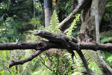 Iguane du zoo de Singapour