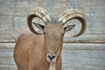 close-up of a goat's face