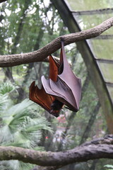 Chauves-souris du zoo de Singapour