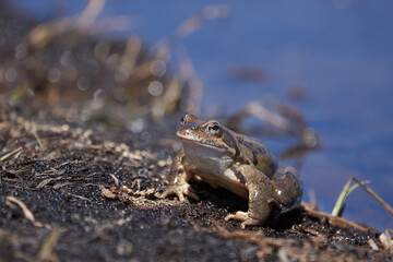 Water frog Pelophylax and Bufo Bufo in mountain lake with beautiful reflection of eyes Spring Mating