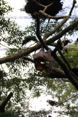 Fototapeta premium Chauves-souris du zoo de Singapour