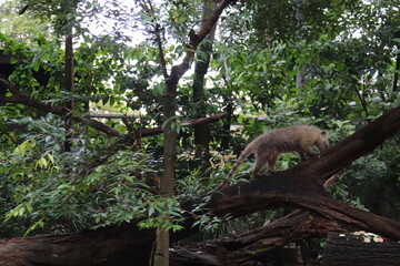 Fototapeta na wymiar Lémurien du zoo de Singapour 
