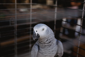 Fototapeta premium Close up photo of Dove in cage on the market
