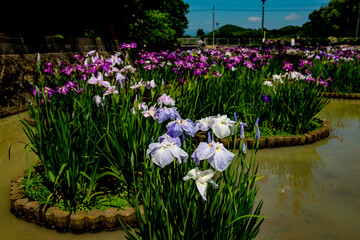 豊津のハナショウブ