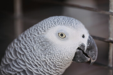 Close up photo of eye of dove in cage on the market