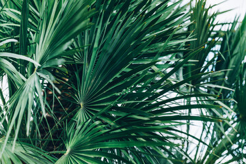 Summer holidays concept with palm trees, holiday background