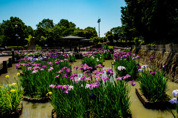 豊津のハナショウブ
