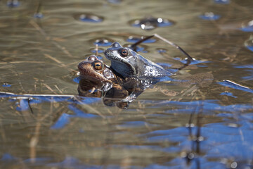 Water frog Pelophylax and Bufo Bufo in mountain lake with beautiful reflection of eyes Spring Mating