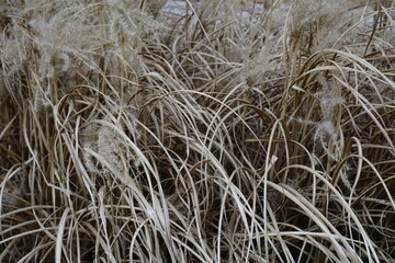 reeds in the wind