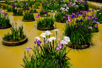 豊津のハナショウブ