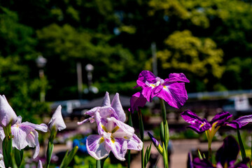 豊津のハナショウブ