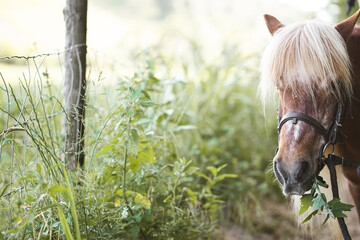 Tiny brown horse pony eating herbs on the edge of a path on a green landscape