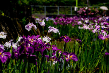 豊津のハナショウブ