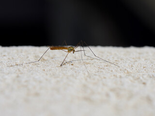male mosquito resting on the wall