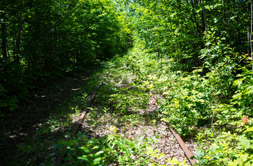 train tracks in the forest