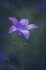 Fototapeta na wymiar Wild flower in the meadow Campanula patula 