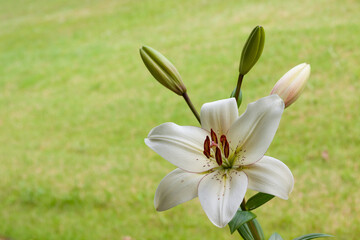 asiatic lily stem