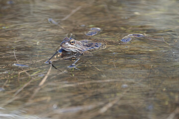 Water frog Pelophylax and Bufo Bufo in mountain lake with beautiful reflection of eyes Spring Mating