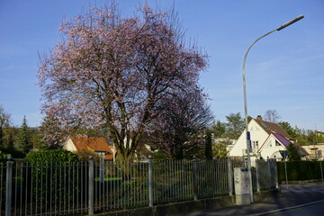 house in the park