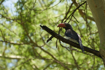 Crowned hornbill Lophoceros alboterminatus Portrait of a African hornbill.