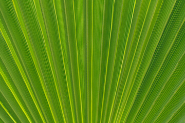 Obraz premium Green palm leaf pattern texture abstract background. Copy space for graphic design tropical summer concept. Vintage tone filter effect color style.