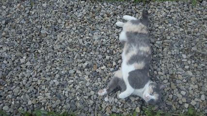 Fototapeta premium Funny cat spins on the ground, basking on small pebbles. Cat enjoying environment