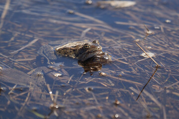 Water frog Pelophylax and Bufo Bufo in mountain lake with beautiful reflection of eyes Spring Mating