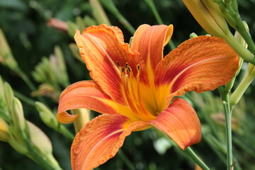 pomarañczowy liliakwiat natura płatki kwitnienie