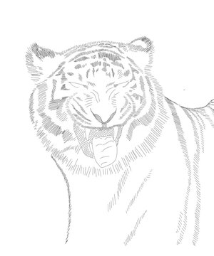 Tiger line art hand drawn raster illustration.  