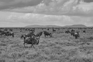 Naklejka premium Great Migration Serengeti Gnu Wildebeest Zebra Connochaetes taurinus
