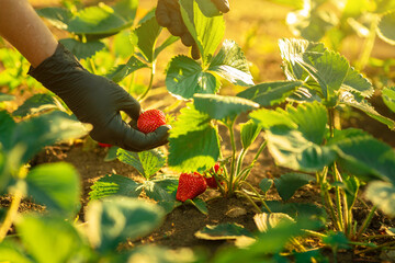 Female hands in black gloves tear ripened strawberries, closeup © Nikolay Netsvetaev