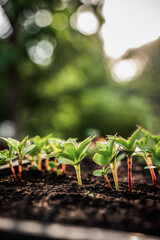 Ecology concept. The seedling are growing from the rich soil. Small depth of field. Young plants in nursery plastic tray at vegetable farm. Close up view