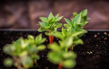 Ecology concept. The seedling are growing from the rich soil. Small depth of field. Young plants in nursery plastic tray at vegetable farm. Close up view