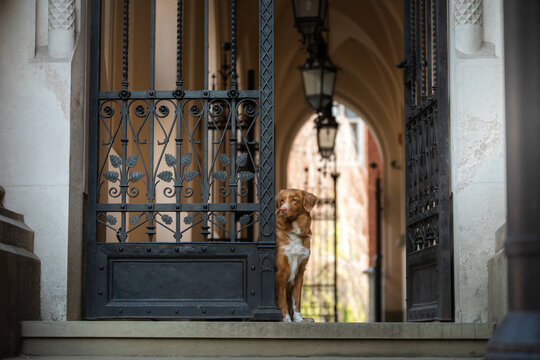 The Dog Peeks Out From Behind A Metal Gate. Nova Scotia Duck Tolling Retriever In A Historic Building In The City